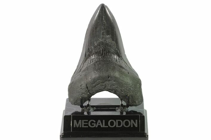 Fossil Megalodon Tooth - South Carolina #137073